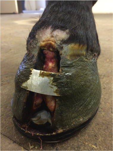 Rare Keratoma Case Presents Equally Rare Challenges | American Farriers