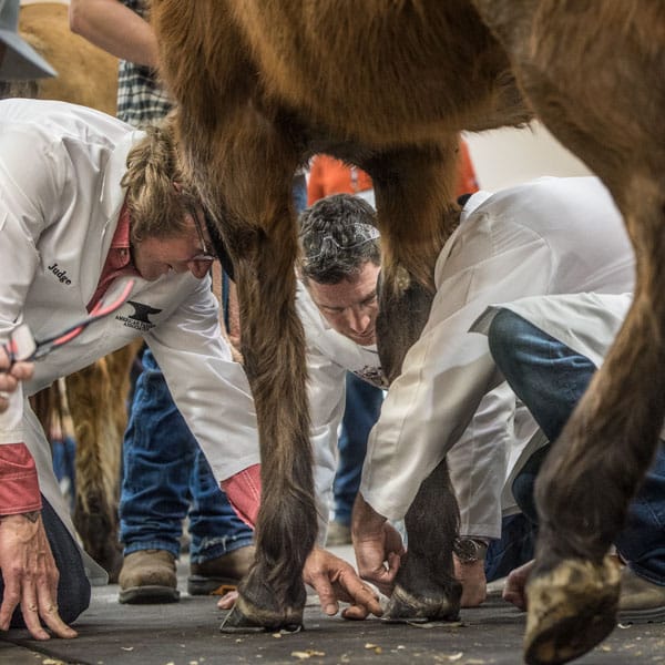 2020 American Farrier's Association Convention