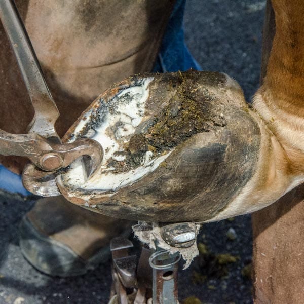 Farriers at Work: Craig Stark