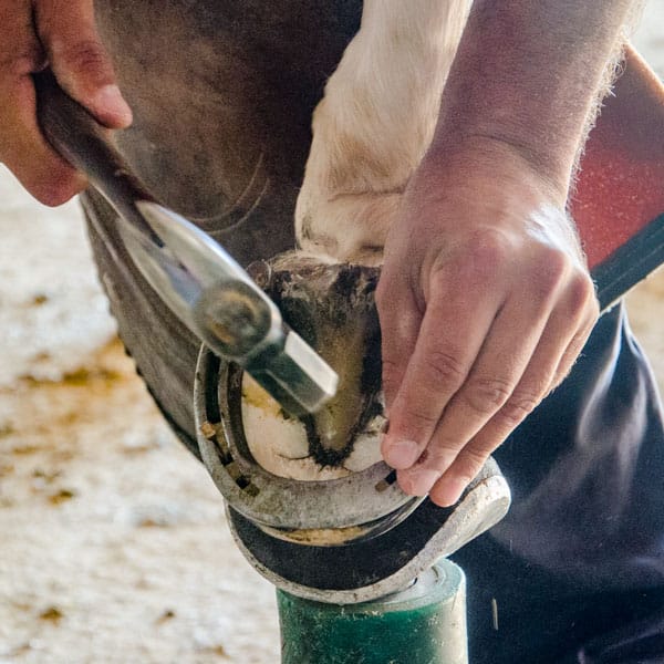 Farriers At Work: Steve Foxworth