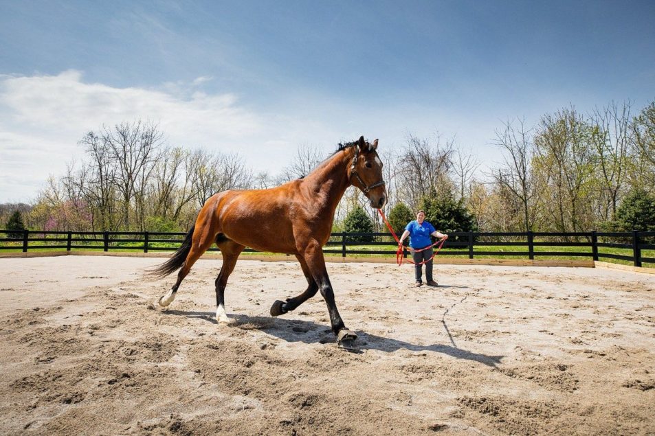 New Arena Offers Better Evaluative Area For Horse Performance Issues