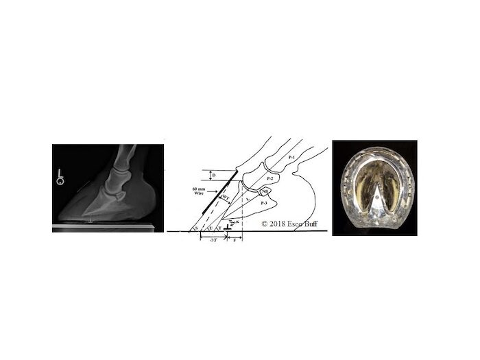 Esco Buff's Professional Farrier Service LLC Consultation and Radiology Services_0323 copy.jpg