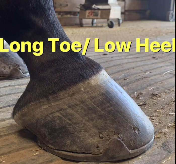 Long-Toe-Low-Heel-FB-Reel