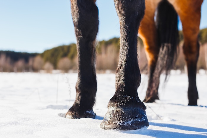 winter hoof care