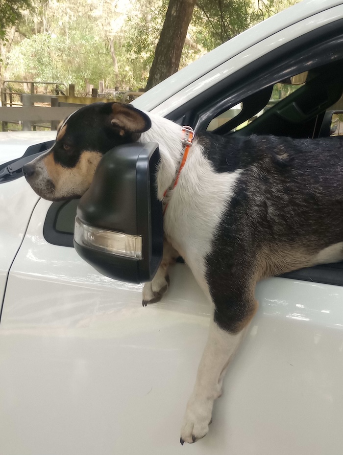 Frog Farrier Dog of the Year in truck