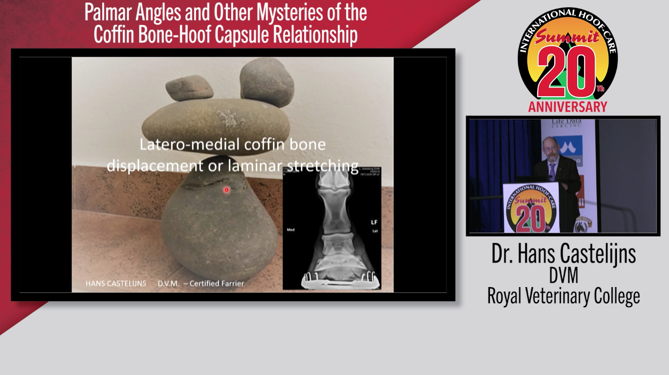 Palmar-Angles-and-Other-Mysteries-of-the-Coffin-Bone-Hoof-Capsule-Relationship.png