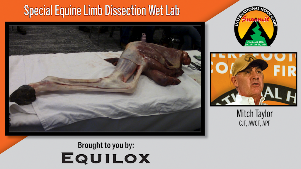 Special Equine Limb Dissection Wet Lab.png