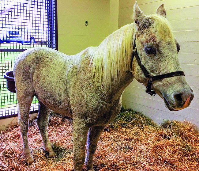 Know The Signs Of Cushing’s Disease American Farriers