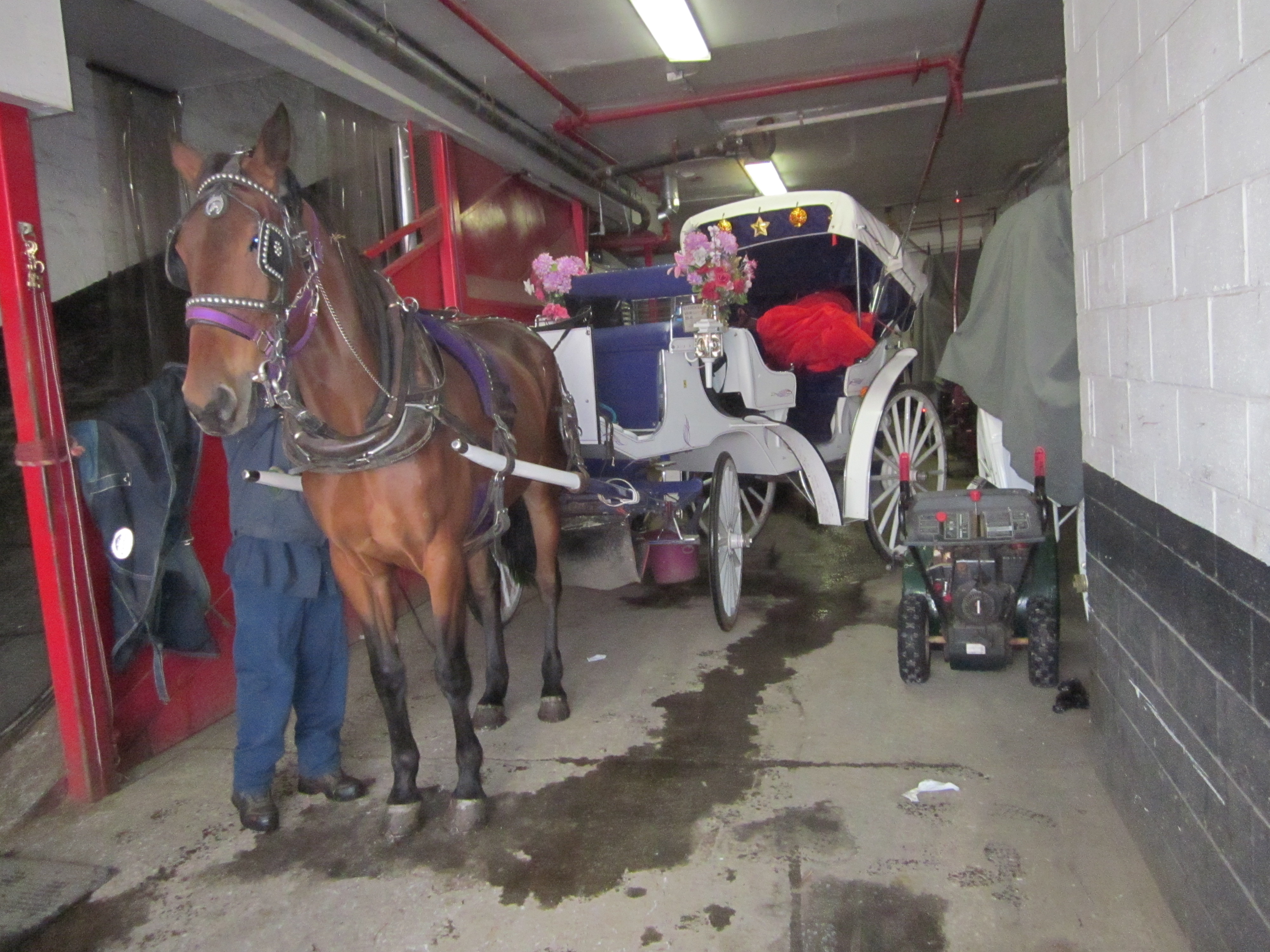 Central Park Carriage Horse