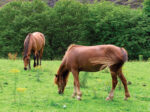 horses grazing