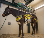 WCVM equine robotic lift