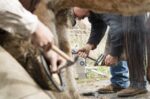 Montana State University seeks farrier instructors