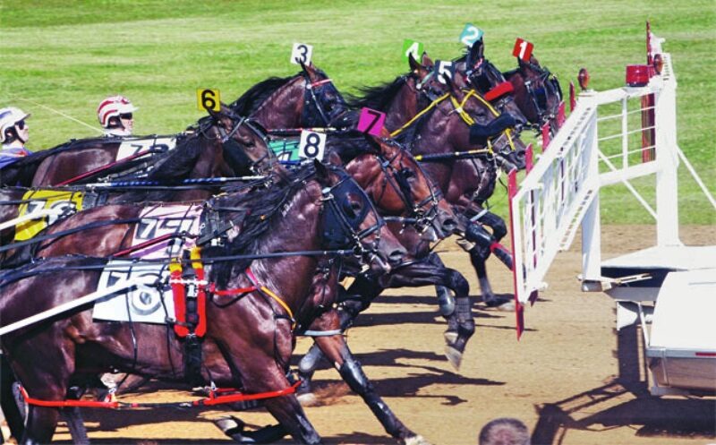 Harness racing