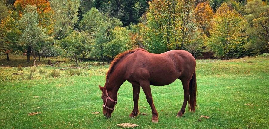 equine-laminitis-banner.jpg