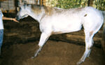 Laminitis-Start-Hi-Rez.jpg