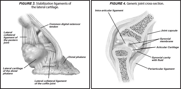 distal interphalangeal joint horse