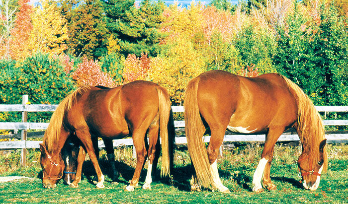 Horses-Grazing.jpg