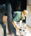 Farrier Practice