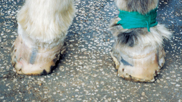 Worst-Hoof-Ever-Seen-2.jpg