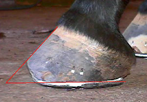 A Farrier's Viewpoint: Natural Balance vs. Conventional ...