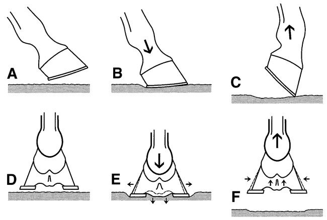 Figure 1c