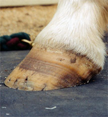 Consider...The Whole Working Foot | 2003-12-01 | American Farriers Journal