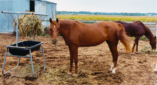 Horse Eating