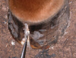 Treating-Hoof-Cracks-1.jpg