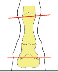 Common Hoof Beliefs — Uncommon Measurements | American Farriers Journal