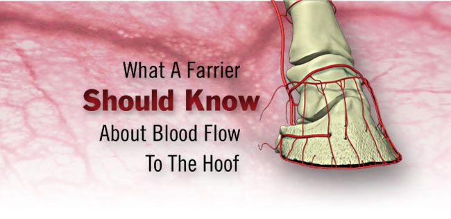 Blood Flow