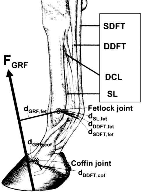 DISTAL LIMB