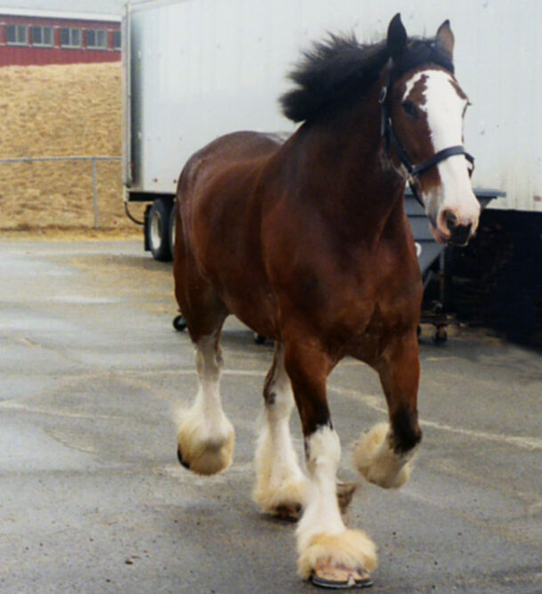 Draft Horse