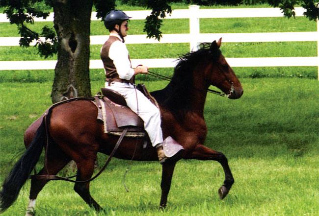 Peruvian Paso