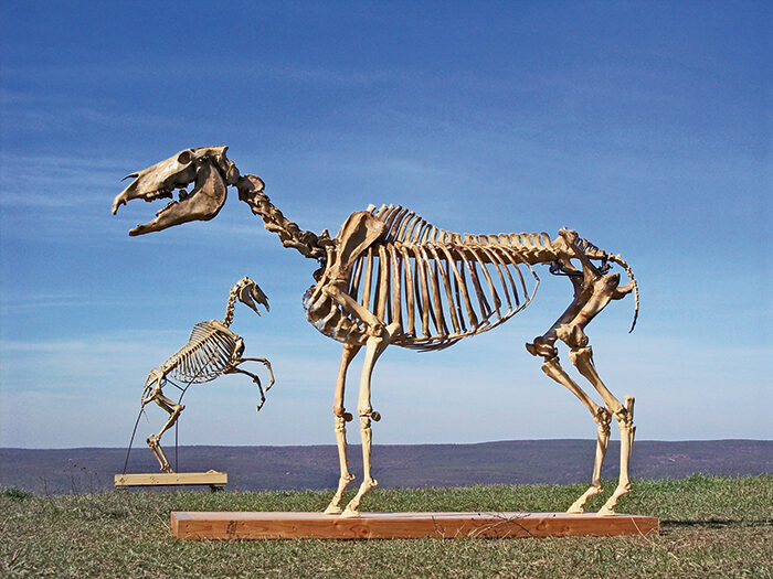 horse_skeletons.jpg