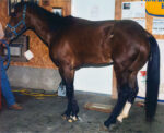 Horse in barn