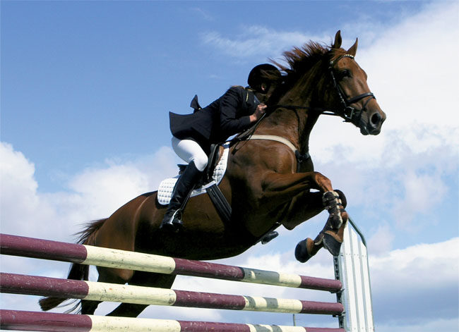 Jumping Horse