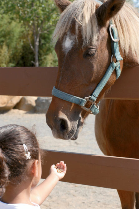 Feeding Pony