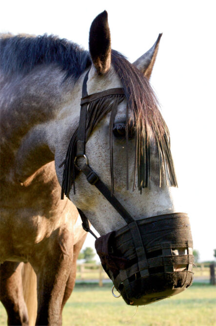 Grazing muzzles