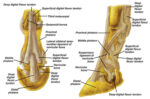 horse leg anatomy