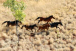 Brumby-Plains-Horses-1.jpg