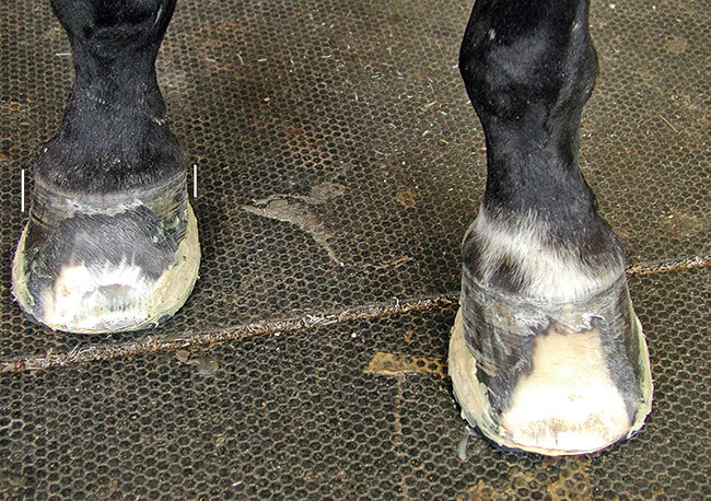 Laminitis-medial-rotation.jpg