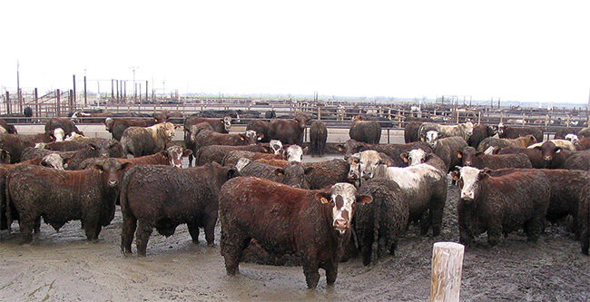 Shoeing Real Cow Horses