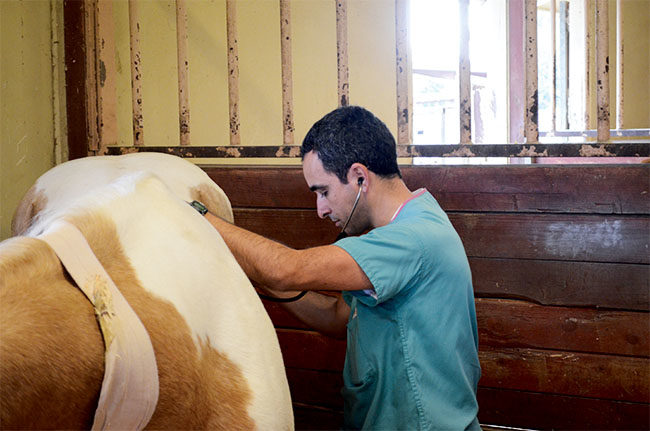 Bute Vs Banamine Badger Veterinary Hospital