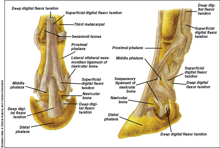 Diagnosing Issues With The Navicular Apparatus | American Farriers Journal