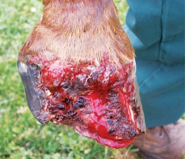Nothing Routine About Hoof Avulsions | American Farriers Journal