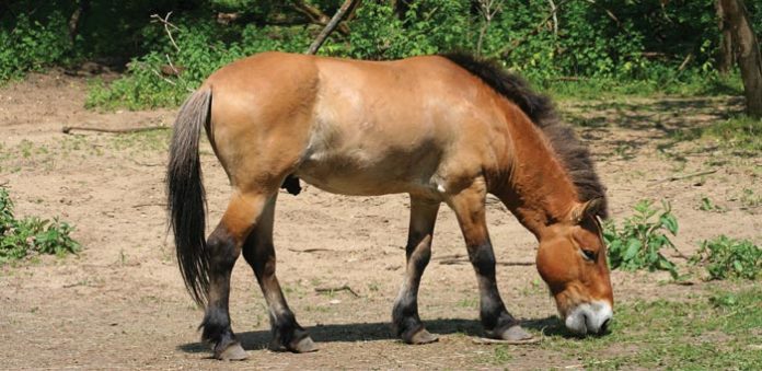 Physiology Foot Morphology And Health In The True Wild Horse American Farriers Journal