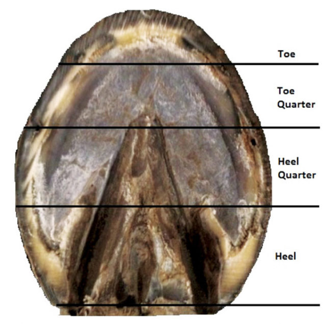 Defining The Hoof Quarters | American Farriers Journal