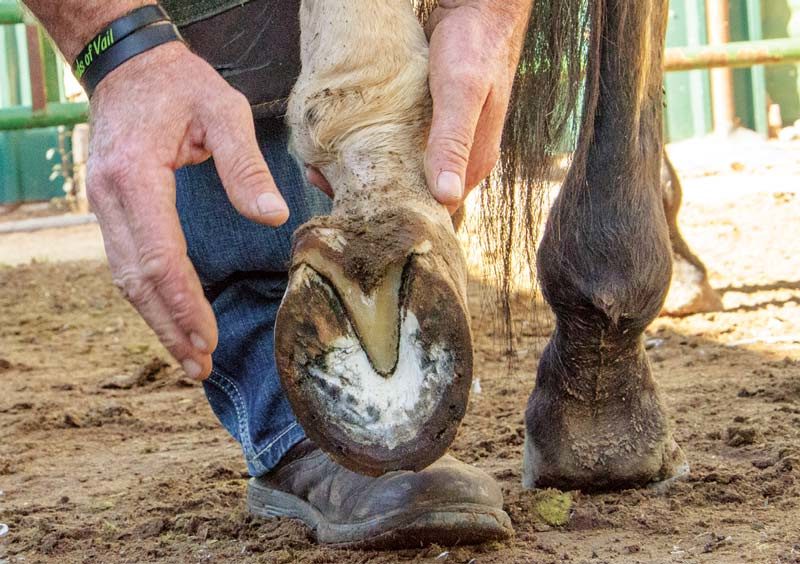 Hoof Care for the Nervous Horse | American Farriers Journal