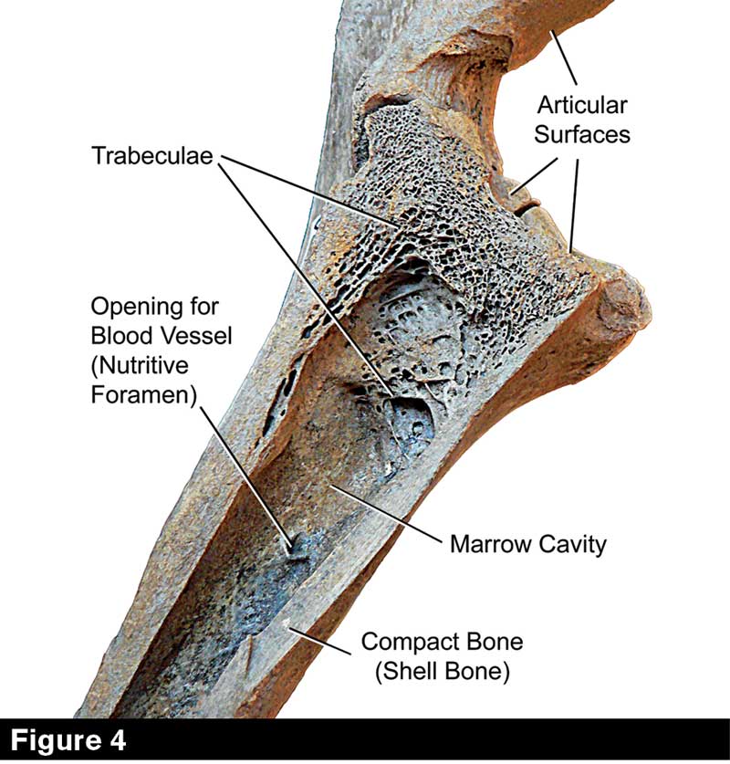 equine sesamoid bones