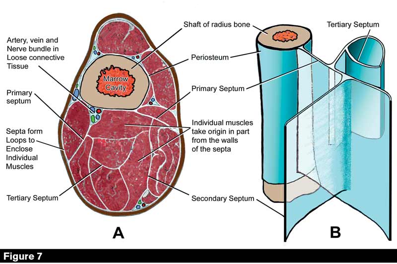 Equine Reciprocating Systems Connecting Tendon To Bone American Farriers Journal